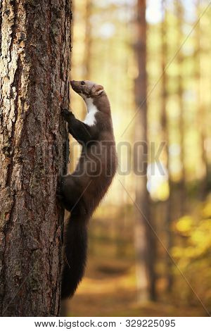 White Breasted Marten On The Tree In Summer Forest - Martes Foina