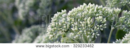 Lot Of Blooming Hylotelephium Telephium White Flowers With Green Leaves And Stems