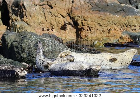 Seals (spotted Seal, Largha Seal, Phoca Largha) Laying On Coastal Rocks. Wild Spotted Seal Sanctuary