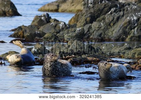 Spotted Largha Seals (largha Seal, Phoca Largha) Laying On Coastal Rocks And Looking At The Same Sid