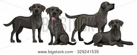 Black Labrador Retriever. Standing And Sitting Labradors Isolated On White. The Dog Is Lying. Young 