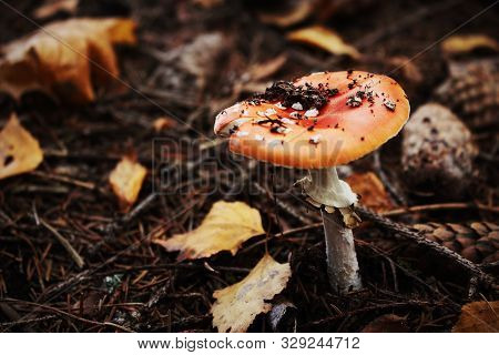 Amanita Red Mushroom On Forest Ground Covered With Pine Needles And Fallen Leaves