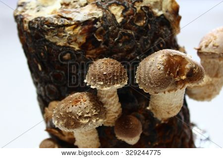 The Picture Shows Shiitake On A Mushroom Substrate.