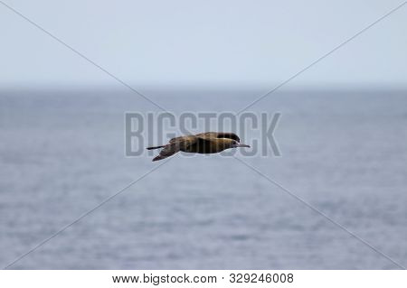 Red-footed Booby (sula Sula) Bird Flying On Blurred Ocean And Sky Background. Marine Bird In Natural