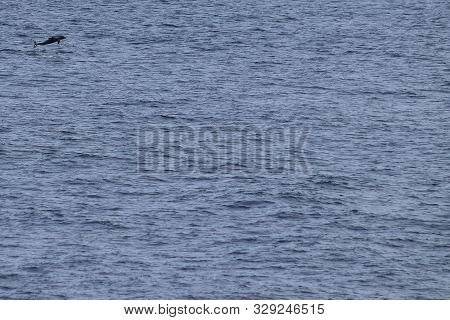 Dolphin Jumping In The Ocean. Pacific White-sided Dolphin Lagenorhynchus Obliquidens In Natural Habi