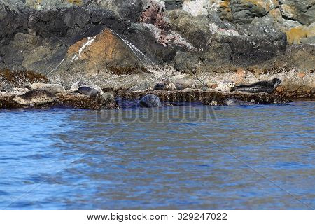 Spotted Seals Phoca Largha In Natural Habitat. Wild Animals On The Rock Island In Sea.