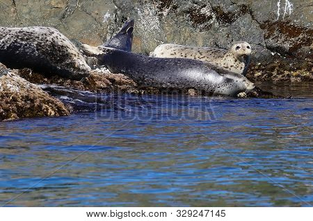 Wild Spotted Seals Phoca Largha On The Coastal Rocks Closeup.  Largha Seal Sleeping On The Sea Rock 