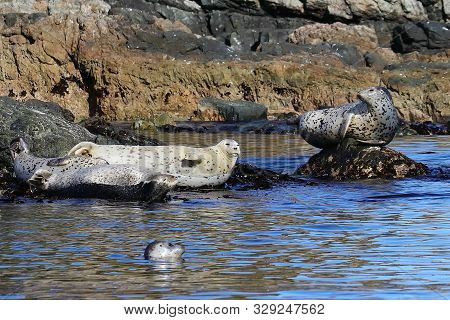Spotted Seals (largha Seal, Phoca Largha) Laying On Coastal Rocks. Wild Spotted Seal Sanctuary. Calm
