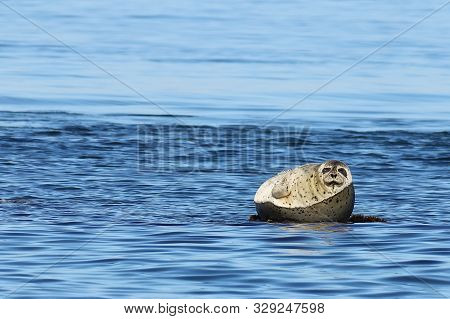 Seal (spotted Seal, Largha Seal, Phoca Largha) Laying On Rocky Island In The Sea On Blue Water Backg