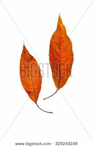 Black Cherr Ytree Leaves On White Background.