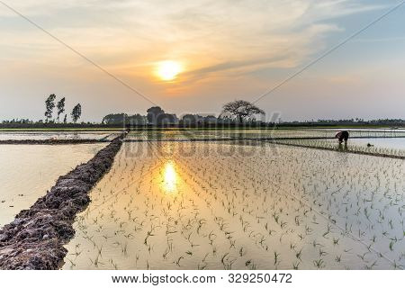 Back View Of Woman Transplanting Rice Plant On Flooded Patches At Sunset Near Hanoi