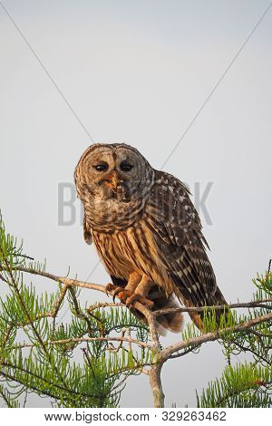 Barred Owl, Strix Varia, Perched In Cypress Tree Eating Crayfish In Everglades National Park, Florid