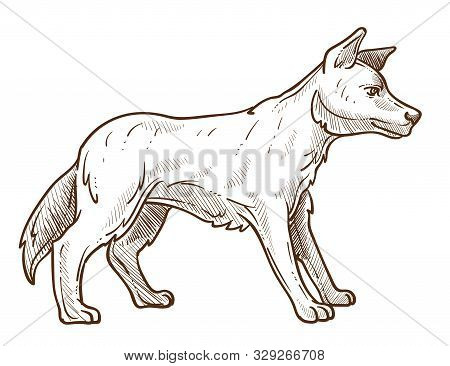 Wild Dog, Dingo Breed Isolated Sketch, Australian Animal