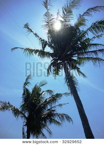 Palm beach