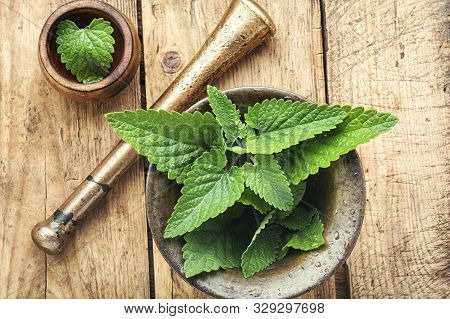 Melissa Leaf Or Lemon Balm