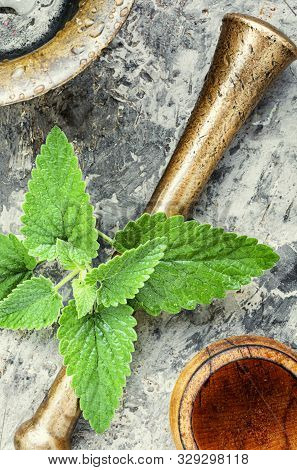 Melissa Leaf Or Lemon Balm
