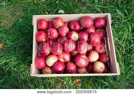 Farming Concept. Apples Red Ripe Fruits In Wooden Box On Grass. Apple Harvest Concept. Ripe Organic 