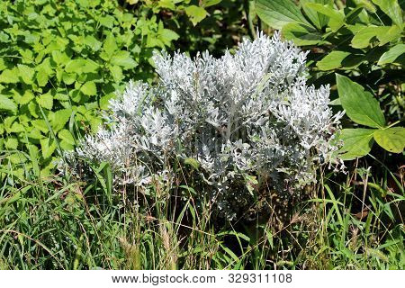 Single Senecio Cineraria Silver Dust Or Silver Ragwort Half Hardy Herbaceous Annual Foliage Shrub Pl