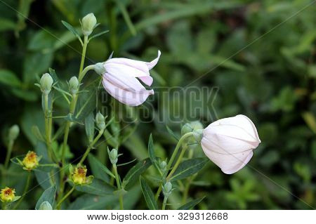 Two Balloon Flowers Or Platycodon Grandiflorus Or Chinese Bellflower Or Platycodon Herbaceous Perenn