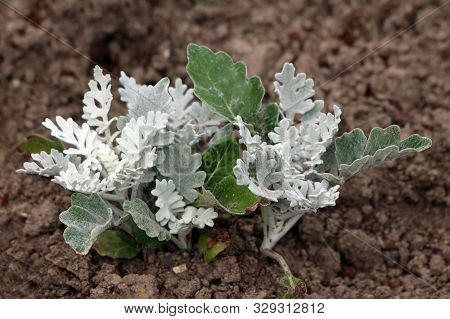 Two Senecio Cineraria Silver Dust Or Silver Ragwort Half Hardy Herbaceous Annual Foliage Shrub Plant