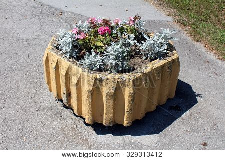 Vintage Retro Concrete Dilapidated Flower Pot With Senecio Cineraria Silver Dust Or Silver Ragwort H