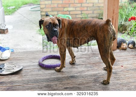 Summer Outdoors Portrait Of Geman Boxer Dog On Hot Sunny Day. Brown Tiger With Brindle Colored Boxer