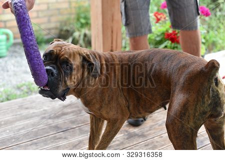 Summer Outdoors Portrait Of Geman Boxer Dog On Hot Sunny Day. Brown Tiger With Brindle Colored Boxer
