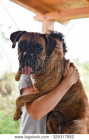 Summer Outdoors Portrait Of Geman Boxer Dog On Hot Sunny Day. Brown Tiger With Brindle Colored Boxer