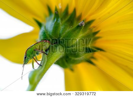 Green Bed Bug Insect On A Yellow Flower Background, Hemiptera, Nature Wildlife