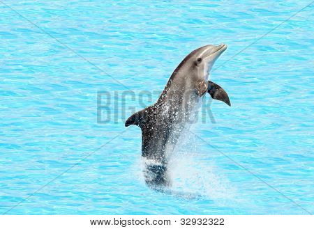 โลมา (Tursiops truncatus) การยืนหาง