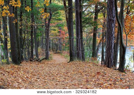 Peaceful Woodsy Scene With Tall Trees Lining Either Side Of Path Covered With Autumn Leaves That Hav