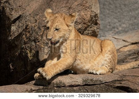 Close-up Of Lion Cub Lying On Kopje