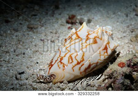 Bat Volute (cymbiola Vespertilio (lat)) Is Crawling Over A Coral Reef, Panglao, Philippines