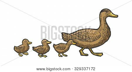 Duck Bird With Ducklings Crosses Road Sketch Engraving Vector Illustration. T-shirt Apparel Print De