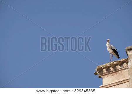 Storks Resting From Your Trip