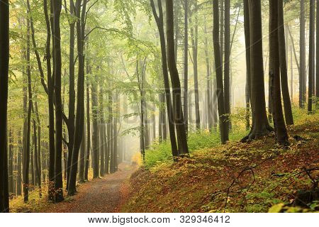 Trail Trees In Autumn Forest Nature Landscape Nature Background Path Road In Nature Autumnal Forest Colors