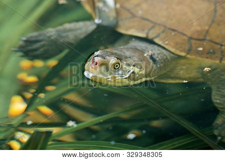 Kreffts Turtle Amongst Nature During The Day