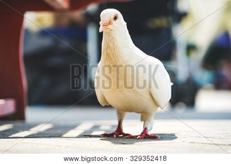 A White Pidgeon Looking For Food On The Street At Daylight.