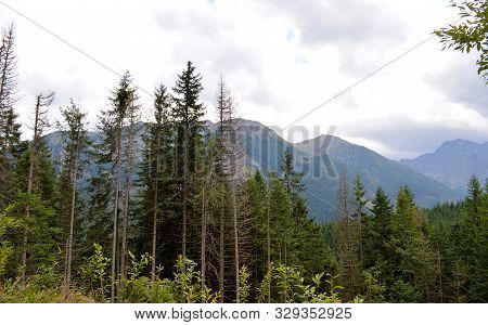 Dying Spruce Forests Due To Climate Change