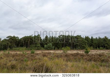 Landscape With Kempen Forests In North Brabant, Netherlands In Autumn