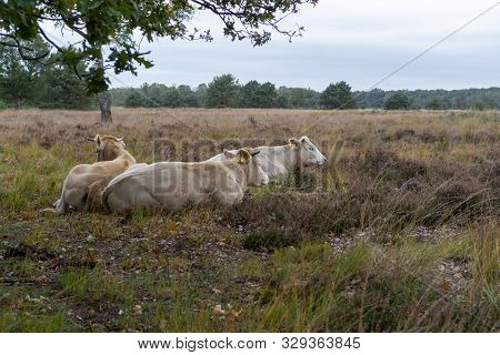 Herd Of Beige Cows And Bulls Resting On Moorland In Kempen Forest, Brabant, Netherlands