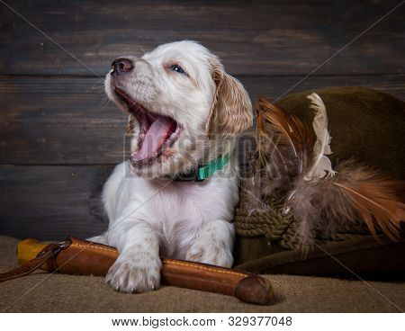 Small English Setter Puppy Dog With Knife And Duck