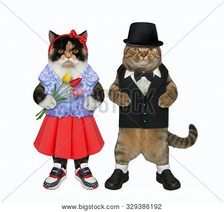 The Two Cats In Love Is Walking Together. One Of Them With A Bouquet Of Tulips Is Dressed In A Red S
