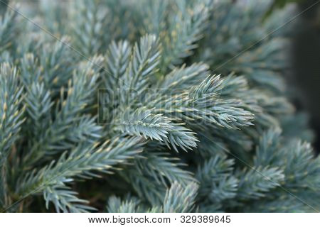 Flaky Juniper Blue Star - Latin Name - Juniperus Squamata Blue Star