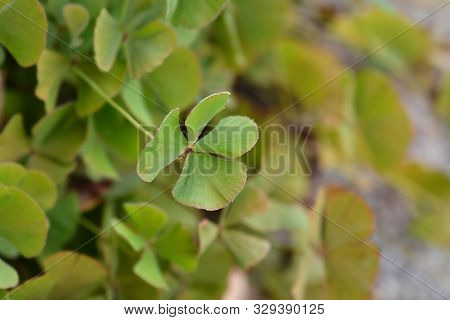 Four Leaf Pepperwort - Latin Name - Marsilea Quadrifolia