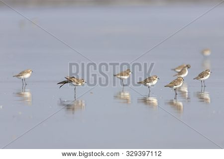 Foraging Little Stint Calidris Minuta On Spring Migration. At Bassien Beach Mumbai  Maharashtra Indi