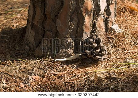 Close-up Of An Old Brown Pine Cone Lying On The Ground With Dry Pine Needles Beside A Pine Tree Trun