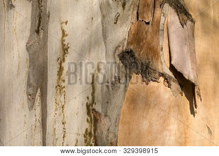 Fresh Smooth Gray And Brown Eucalyptus Tree Trunk With A Last Piece Of An Old Bark Layer