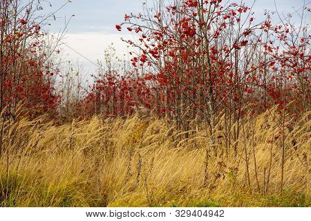 In The Field There Are Red Rowans, Around Golden Ears, All This Against The Background Of A Cloudy S