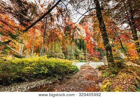 Autumn In Buila Vanturarita, Carpathian Mountains, Romania. Vivid Fall Colors In Forest. Scenery Of 